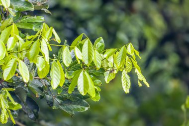 The tops of the rambutan tree branches with wide leaves are fresh green, the background is blurry green leaves