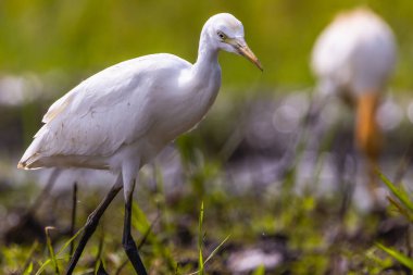 Akbalıkçılkuşu (