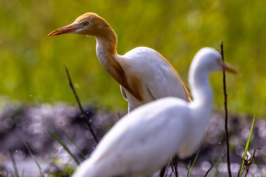 Akbalıkçılkuşu (
