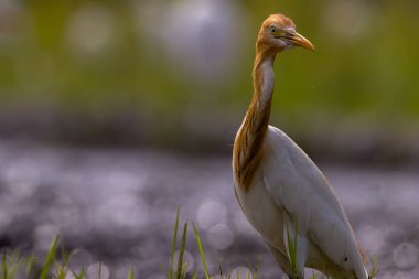 Akbalıkçılkuşu (