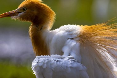 Akbalıkçılkuşu (