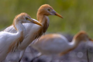 Akbalıkçılkuşu (