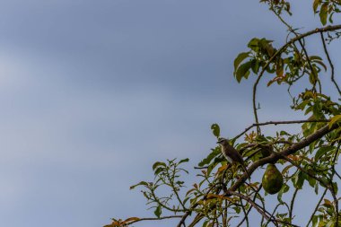 The yellow-vented bulbul perched on an avocado tree branch, eastern yellow-vented bulbul, is a member of the bulbul family of passerine birds