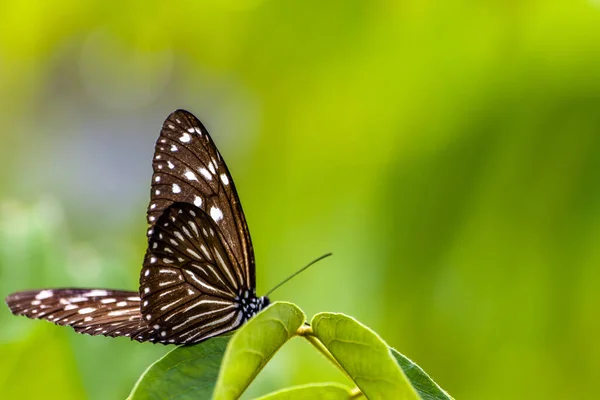 Seylan mavi camsı kaplanı (Ideopsis similis), Asya 'da Danainae alt familyasından Sri Lanka, Hindistan ve Tayvan' a ait bir kelebek türü.
