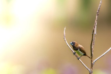 Estrildidae serçesi türünde bir kuş ya da ispinoz kuşları güneşli bir sabahta bir dala tünemiş, arka planda bulanık yeşil yapraklar şeklinde.