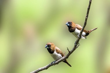 Estrildidae serçesi ya da ispinoz türünde iki kuş güneşli bir sabahta bir dala tünemiş, arka planda, doğada bulanık yeşil yapraklar şeklinde.