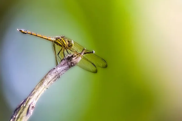 蜻蜓科的蜻蜓种类有 橙色蜻蜓 或栖息在草丛中折断的树枝上的纤细的撇鱼或绿色沼泽鹰 或称剑龙 — 图库照片