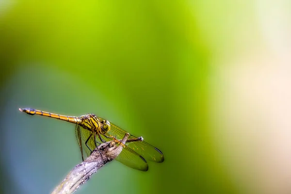 Orange Dragonfly Slender Skimmer Green Marsh Hawk Orthetrum Sabina Perched — Stock Photo, Image