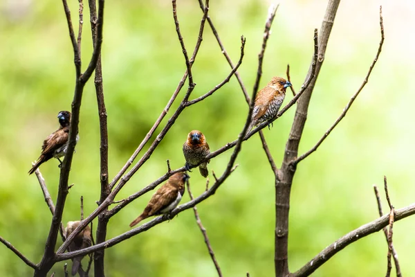 A group of birds of the type Estrildidae sparrow or estrildid finches perched on a bamboo branch in a sunny morning, a background of blurred green leaves in nature