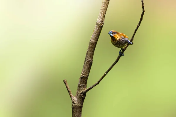 Estrildidae Serçesi Türünde Bir Kuş Ispinoz Kuşları Güneşli Bir Sabahta — Stok fotoğraf