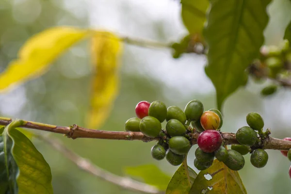 나이가 들면서 수확할 준비가 커피콩은 커피나무가지에 빨간색으로 새겨졌는데 커피콩은 산업을 — 스톡 사진
