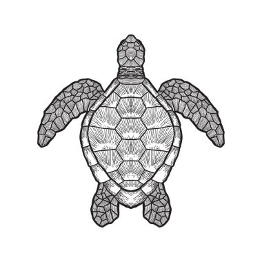 Beyaz arka planda izole edilmiş deniz kaplumbağası çizimi, vektör çizimi el çizimi
