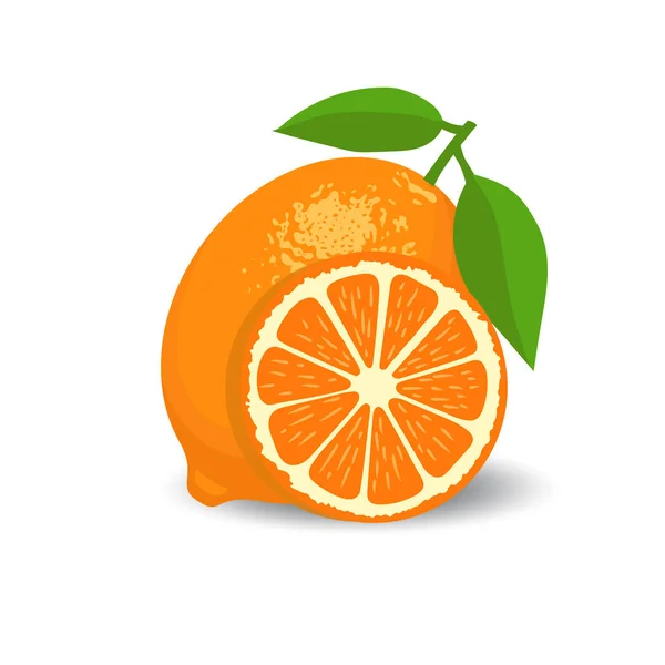 Färska Citrusfrukter Hela Och Halvor Vektor Illustration — Stock vektor