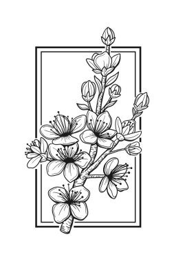 El çizimi Japon Sakura çiçeği. Çiçekli botanik çiçeği. İzole illüstrasyon elementi. Arkaplan için yaban çiçeği çizen vektör el