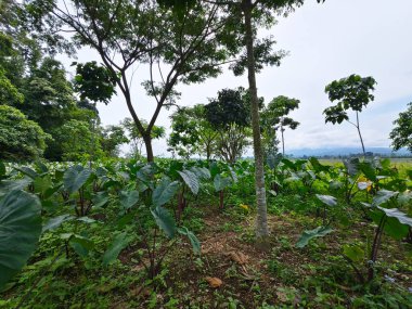 Colocasia esculenta veya taro. Taro yapraklarıyla dolu. Tropik yapraklar. Arka plan için fil kulak yapraklarını kapatın, taro cips, kek, buharda pişirilmiş veya pişirilmiş olarak kullanılabilir