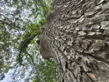 Samanea saman, Yağmur Ağacı, Sahte Pudra Pudrası ya da Maymun Pod, kerestesi ve yiyecek, ilaç ve diş etleri için ekilen çok amaçlı bir ağaçtır. Büyük ağaç arka plan, büyük ağaç, gökyüzü ve orman ağaçları soyut doğa arka plan olarak