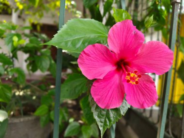 Çiçek açan amber çiçekleri güzel görünür, amber çiçeği Malvaceae familyasından 200-220 türden oluşan bir çiçektir.