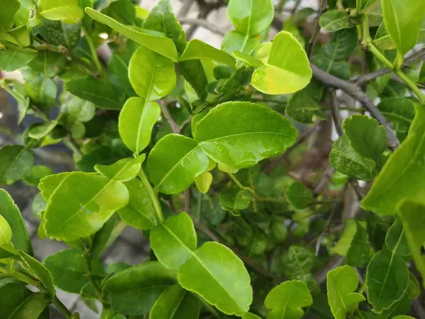 Limon yaprakları, yeşil, bahçe, Rutaceae, doğa, açık hava, yeşil bergamot yapraklarını kapat. Aromatik bitki.