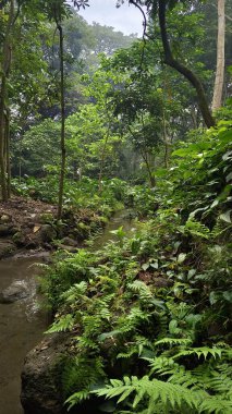 Berrak ve serin bir nehri ve gölgeli ağaçları olan tropikal doğal bir manzara.