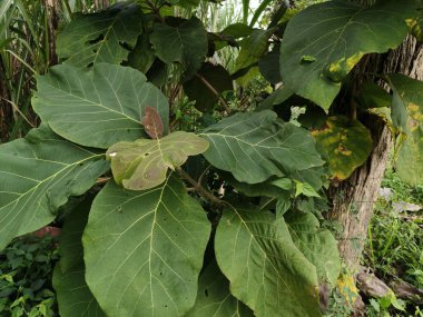 Tropikal bölgelerde çok yetişen tik ağacı yaprakları, Lamiaceae familyasından tropikal bir ağaç cinsidir. Bu üç tür genellikle meşe ağacı olarak adlandırılır.