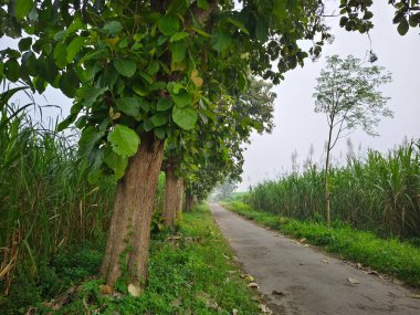 Köy yolunun kenarında yemyeşil, büyük ve gölgeli meşe ağaçları.