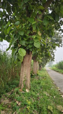 Köy yolunun kenarında yemyeşil, büyük ve gölgeli meşe ağaçları.