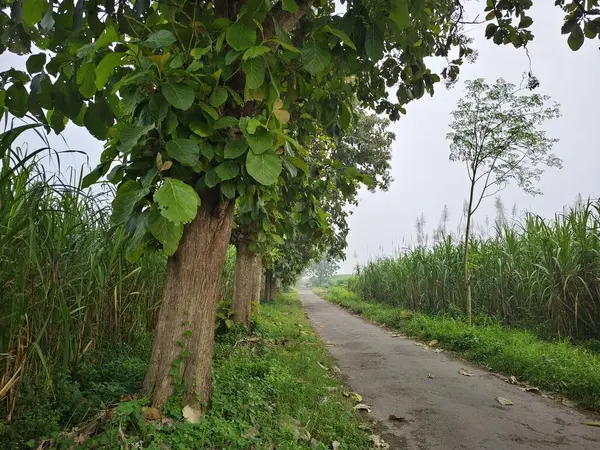 Köy yolunun kenarında yemyeşil, büyük ve gölgeli meşe ağaçları.