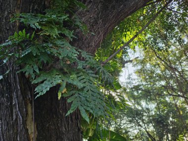 Drynaria quercifolia eğreltiotu büyük bir ağaçta yetişiyor.