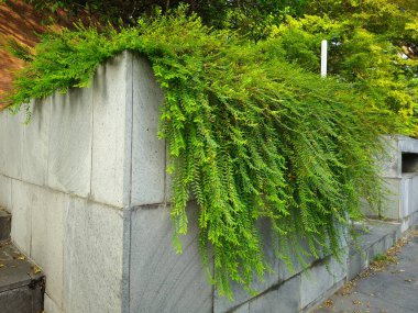 Yeşil sarmaşık bitkisi olan gri duvar. Üst duvardaki bitki, küçük yeşil yapraklar.