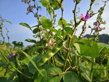 Canavalia Ensiforis, yeşil yapraklı yeşil yapraklı yeşil fasulyelerden oluşan gür bir bahçe.