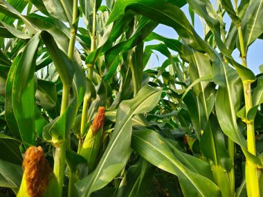 Mısır tarlası tarımı. Yeşil doğa. Yazın kırsal tarım arazisi. Bitki yetiştirme. Çiftçilik sahnesi. Açık hava manzarası. Organik yaprak. Hasat mevsimi. Gökyüzündeki güneş. Mısır tarlaları hasat edilmeye hazır