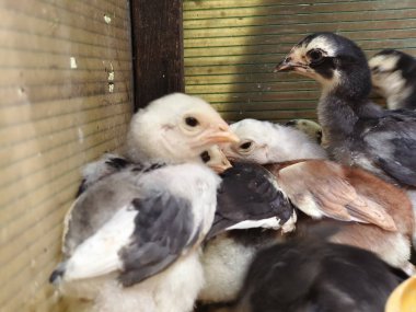 Geceleri civcivler ve ampuller, kafesteki civler ve ısıtıcı olarak verilen ışıklar..