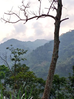 Arkasında yeşil dağlar olan kuru çam ağaçları.