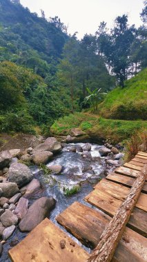 Nehrin üzerindeki tahta köprü ormandaki doğal ahşap köprü dereyi ıslatan ve tropik yağmur ormanlarındaki yabani otlar.