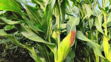 Yeşil mısır tarlası geçmişi, tarımın arka planında mısır tarlası var..