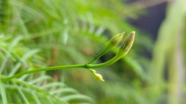 Cypress Vine, selvi ağacı sabah zaferi, kardinal sarmaşığı, yıldız zaferi ya da sinekkuşu sarmaşığı gibi diğer yaygın isimlerle de bilinir. Bu asma türü tropikal bölgelere özgüdür.