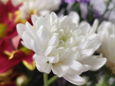 Parlak kırmızı ve sarı çiçeklerle çevrili, katmanlı taç yapraklı güzel beyaz bir çiçek, doğal bir zarafet ve çiçek çeşitliliği sergiliyor..