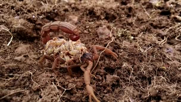 Žena Indické Červené Škorpión Nesoucí Děti Zádech — Stock video