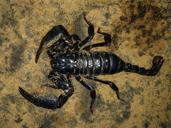 Photo of giant forest scorpion from top view