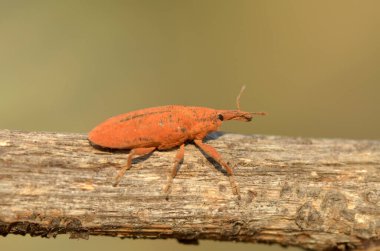 turuncu böcek, böcek, böcek, böcek, böcek, böcek, böcek, doğa, böcek