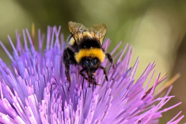 Bir çiçeğin üzerindeki güzel bir böceğin yakın çekimi