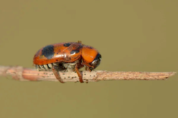 Ağaç Dalında Küçük Kırmızı Bir Böcek — Stok fotoğraf
