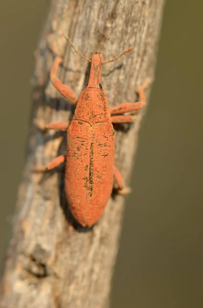 Orange Beetle Beetle Bug Beetle Bug Insect Insect Nature Insect — Stock Photo, Image
