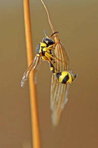 Μακροφωτογραφία Μιας Μέλισσας — Φωτογραφία Αρχείου