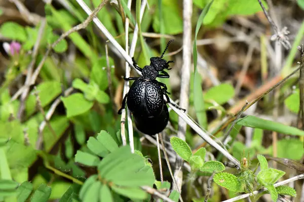 Primer Plano Escarabajo Negro Hierba Bosque —  Fotos de Stock