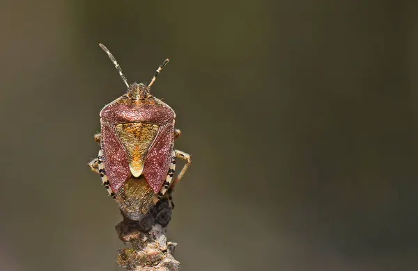 Primer Plano Insecto Espalda Parece Una Cara —  Fotos de Stock
