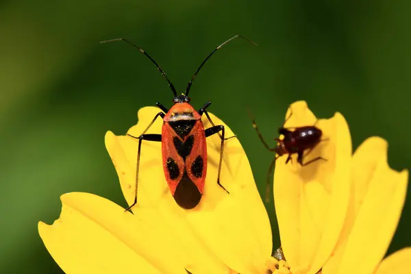 Firebug Yellow Flower Nature — Stock Photo, Image