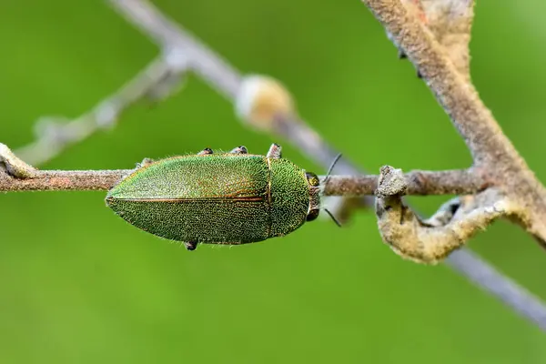 green beetle with green eyes