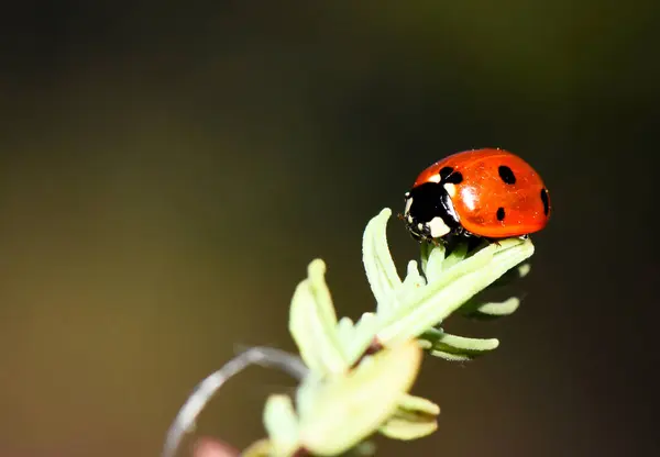 kırmızı uğur böceği bir bitkinin üzerinde oturuyor.