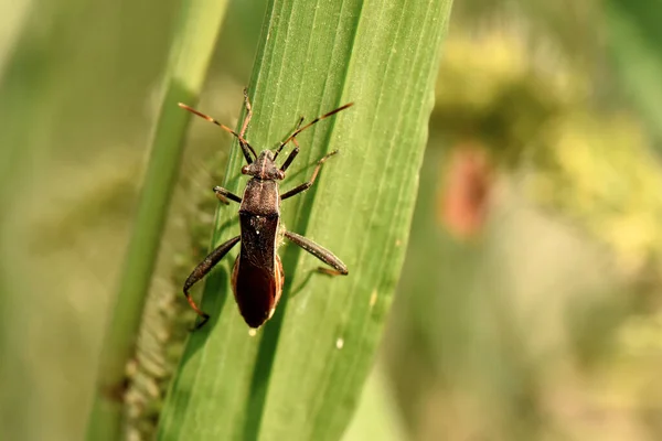 자연에서 정원에서 곤충의 매크로 — 스톡 사진